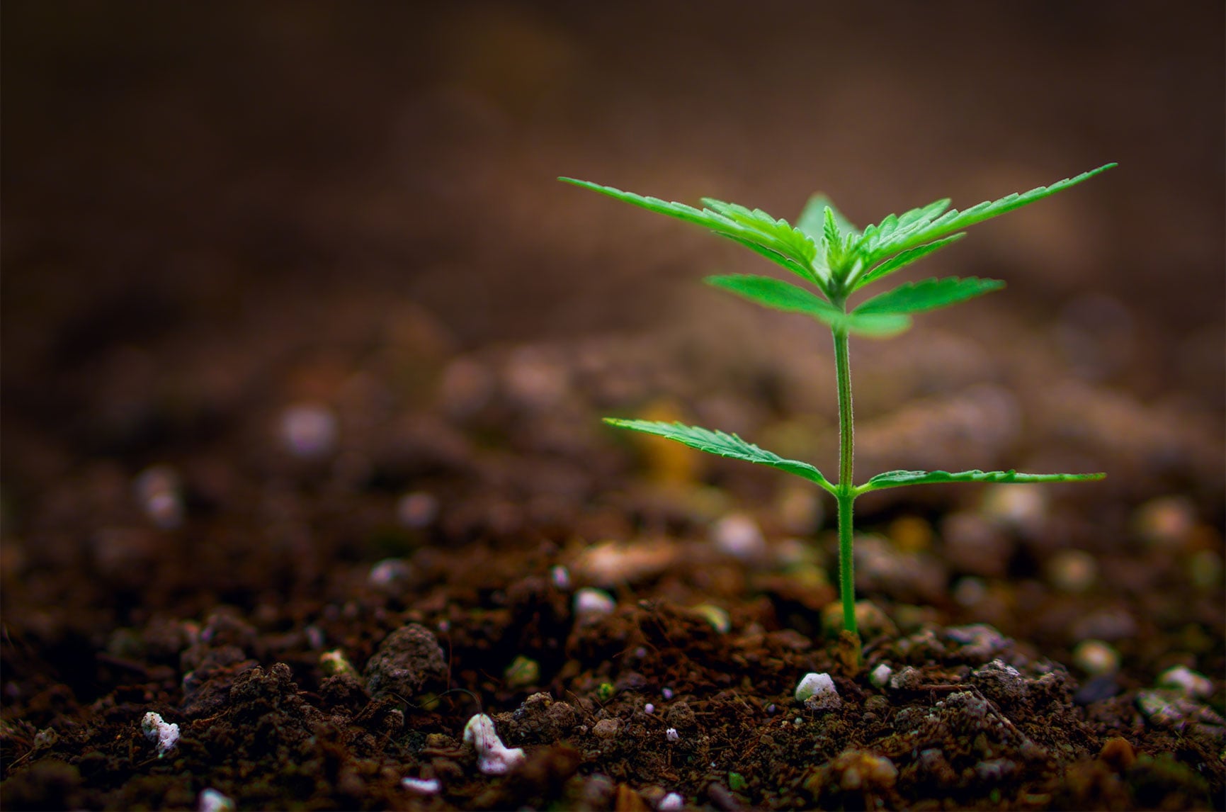 Young cannabis seedling representing growth and innovation by MIABIS in modern cultivation