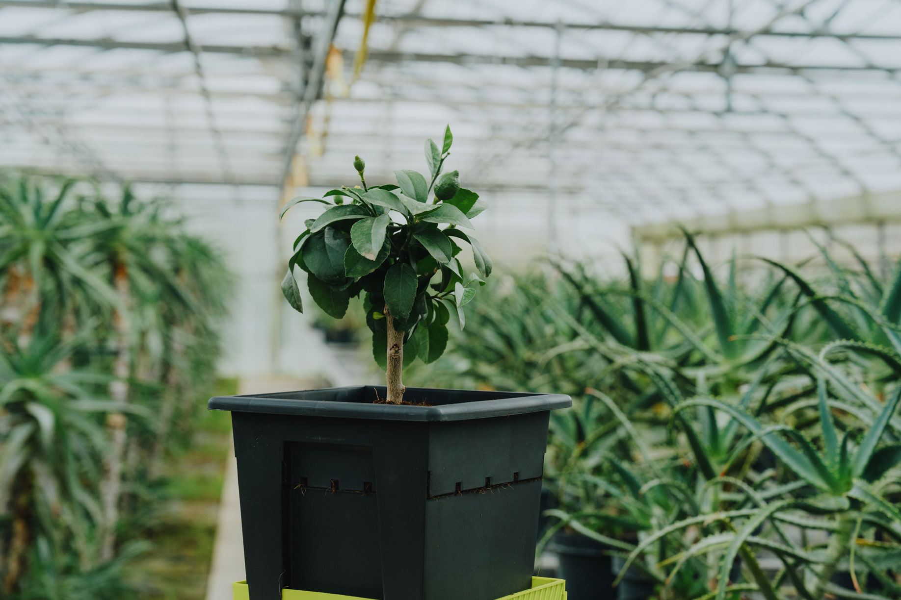 Re-Plant Lemons