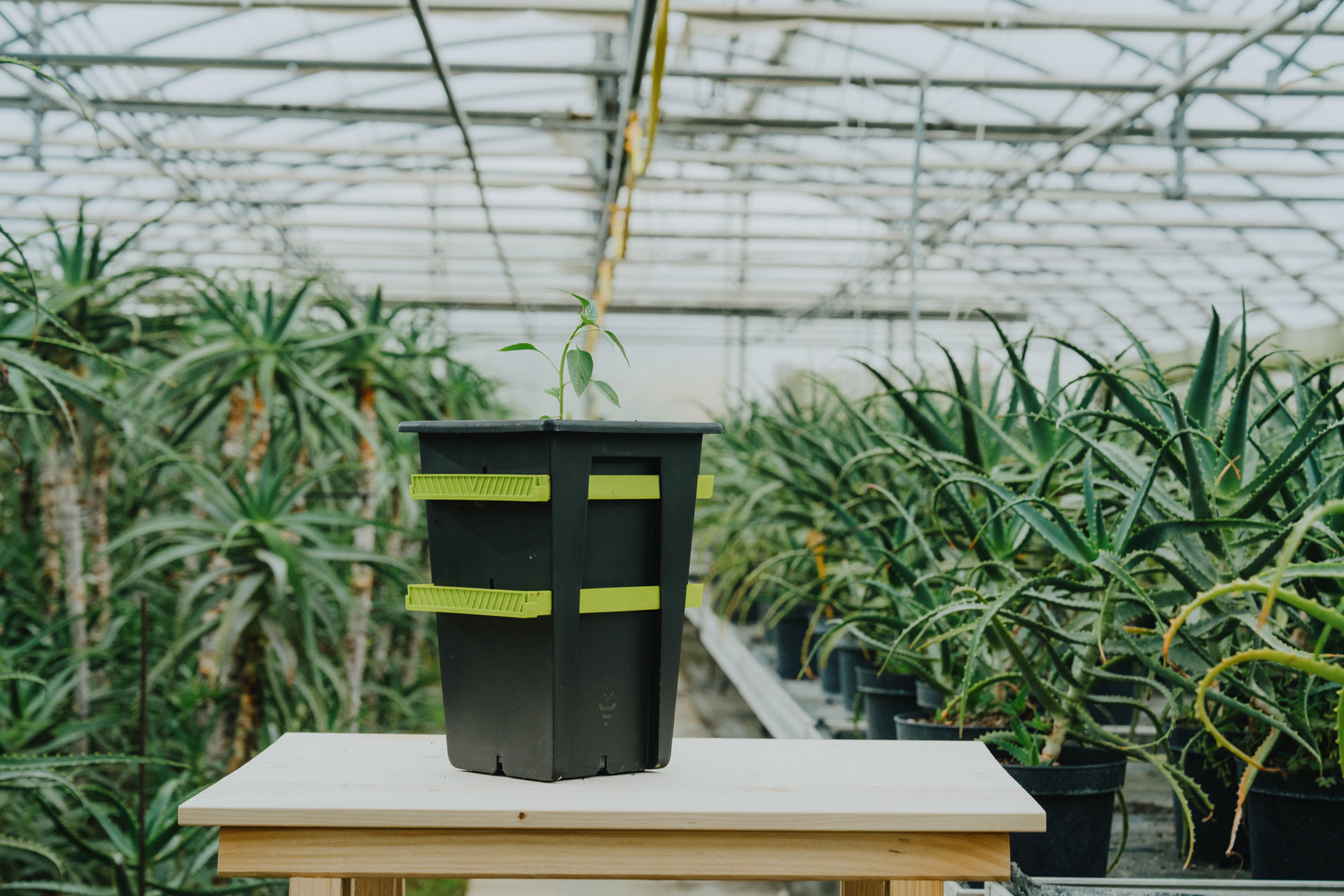 Re-Plant