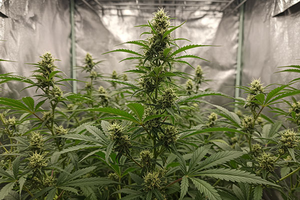 Air Pruning Cannabis Roots Improves Root Quality and Growth