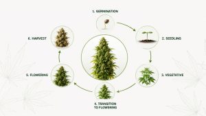Cannabis Growth Cycle: From Seed to Harvest