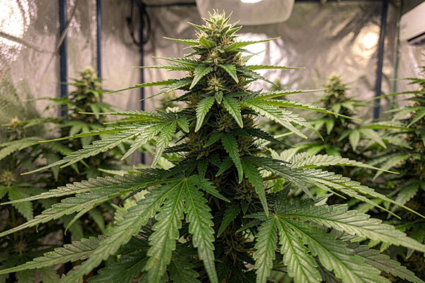 Cannabis Growth Stages: Flowering