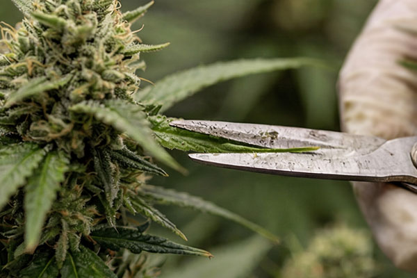 Cannabis Growth Stages: Ripening and Harvest