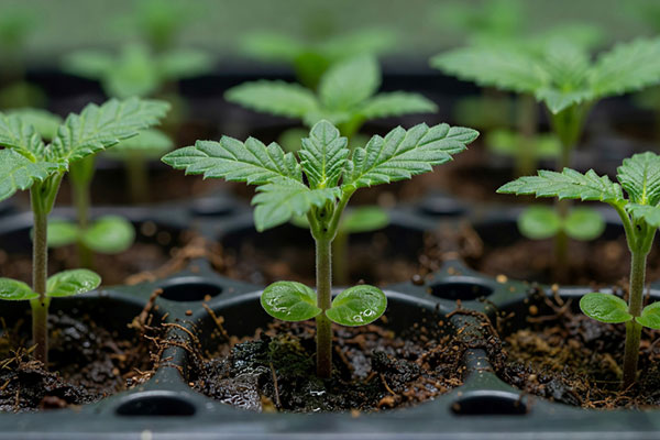 Cannabis Growth Stages: Seedling