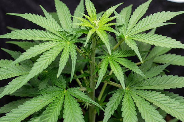 Cannabis Growth Stages: Vegetative