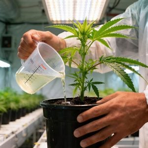Cannabis Nutrients by Growth Stage: How Plant Needs Change