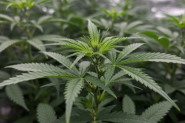 Cannabis Nutrients by Growth Stage: Vegetative, Pre-Flowering Stage