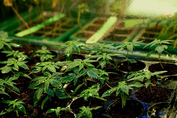 Cannabis Root Development: Watering Practices