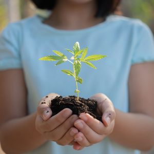 Cannabis Root Development: Why Healthy Roots Drive Yield