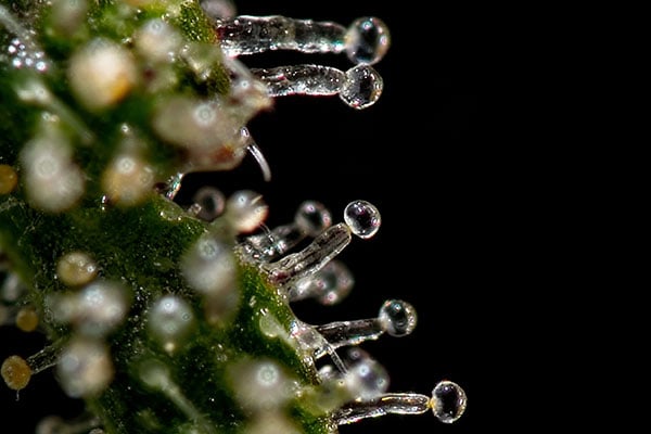 Cannabis Trichomes - Preventing Loss During Trimming