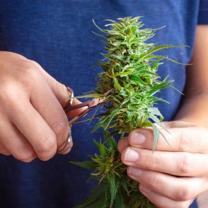 Choosing Between Wet and Dry Trimming Cannabis