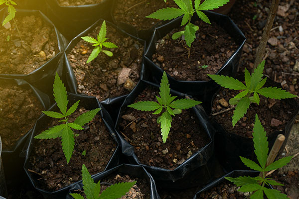 Choosing Cannabis Containers: Common Mistakes - Container Size