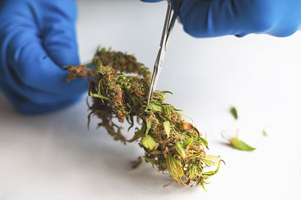 Choosing between wet and dry trimming: Dry trimming