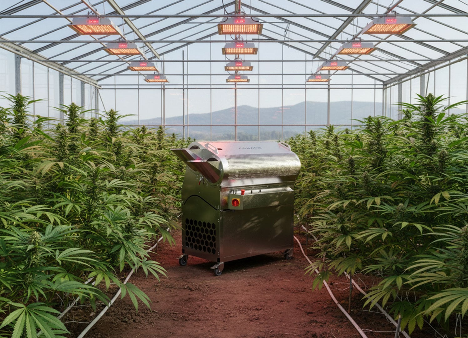 Cannabis greenhouse with Ganatik trimming machine for flower processing
