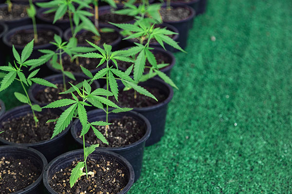 Growing and Transplanting Cannabis Plants at Scale