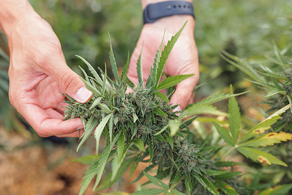 How Harvest Affects Cannabis Quality