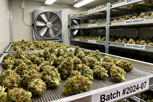 How Processing Affects Cannabis Terpenes and Aroma: Drying and Curing
