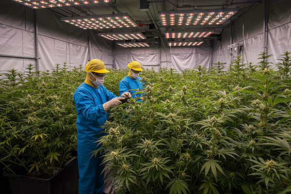 How Processing Affects Cannabis Terpenes and Aroma: Harvest
