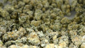 How to Prevent Mold During Cannabis Drying