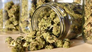 How to Trim Cannabis Without Damaging Trichomes