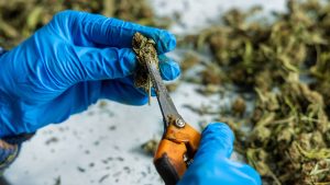 How Trimming Speed Affects Cannabis Quality and Profitability
