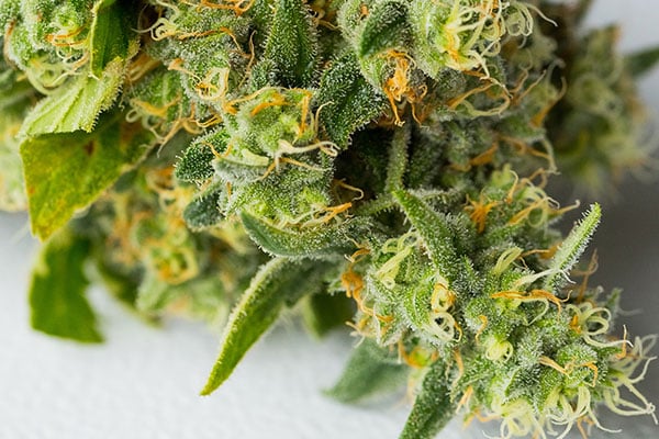 Kief Collection During Cannabis Trimming: What is Kief? Loose Trichomes