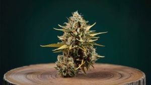 Kief Collection During Cannabis Trimming: Lost Value?