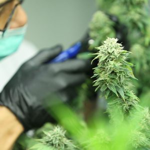 Labor vs Automation in Cannabis Production: Cost Comparison - What Pays Off?