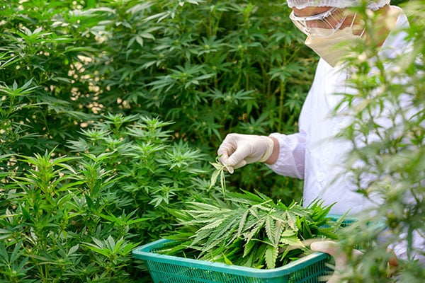 Labor vs Automation in Cannabis Production: Cost Comparison - Long-term Savings