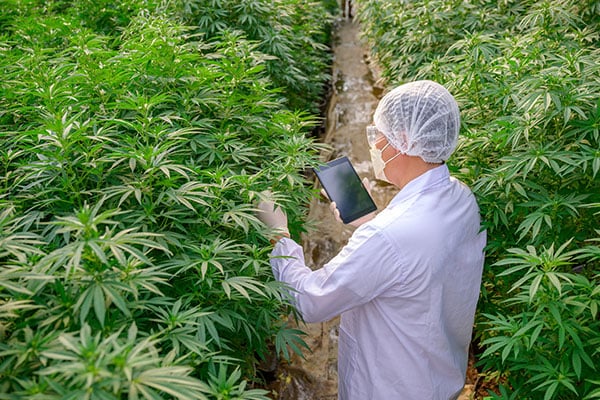 Labor vs Automation in Cannabis Production: Hybrid Approach