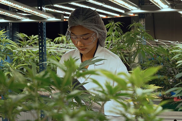 Labor vs Automation in Cannabis Production: Labor Costs Post-Harvest