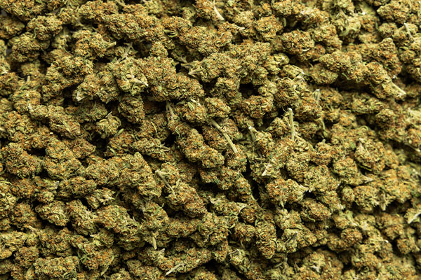 Machine Dry Trimmed Cannabis Buds