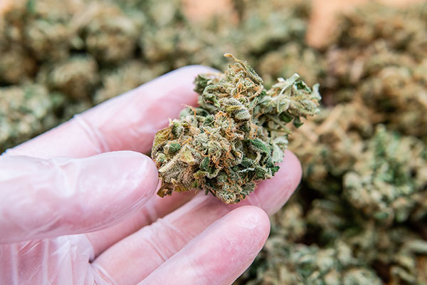 Machine Dry Trimming Cannabis: Best Practices - Adjust for Different Cultivars