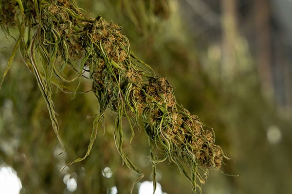 Machine Dry Trimming Cannabis: Best Practices - Dry Flowers to the Right Condition