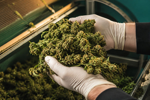 Machine Dry Trimming Cannabis: Best Practices - Feed Rate