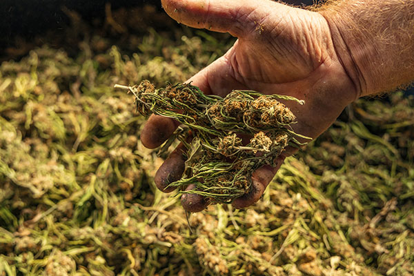 Machine Dry Trimming Cannabis: Best Practices - Handle Flowers Carefully