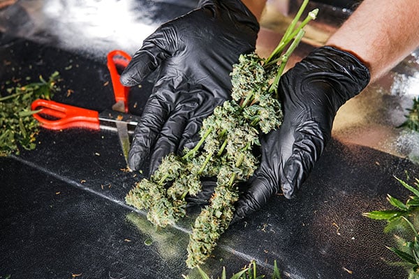 Manual vs Machine Trimming Cannabis: Comparison