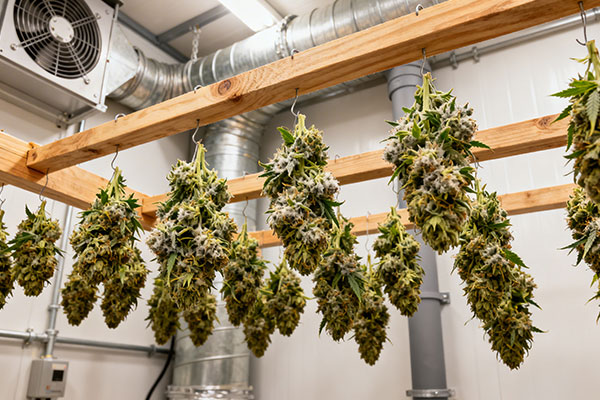 Optimal Cannabis Drying Conditions to Preserve Quality: Humidity