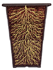 Re-Plant Modern Innovative Plant Pot Root Development