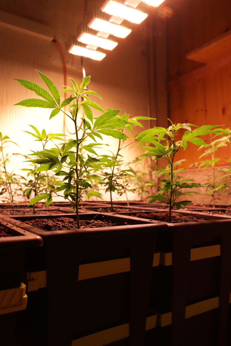 Cannabis plants grown indoors under grow lights using Re-Plant pots