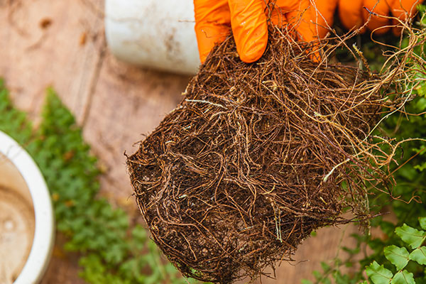 Root Circling in Cannabis Plants vs Healthy Root System
