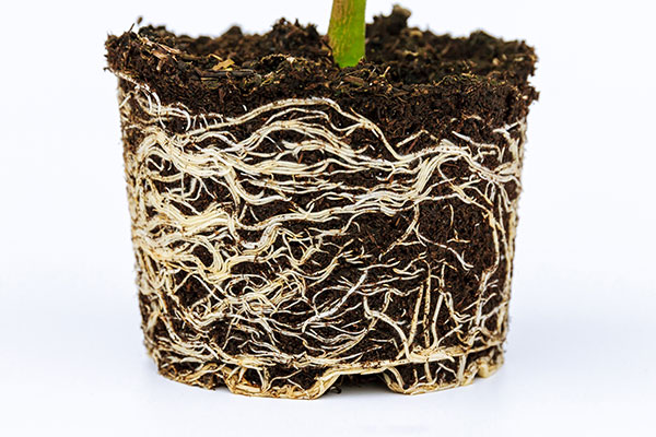 Root Circling in Cannabis Plants: Hidden Problem