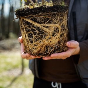 Root Circling in Cannabis Plants: The Hidden Growth Problem