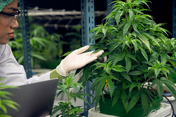 Root Circling in Cannabis Plants: The Problem Remains Hidden
