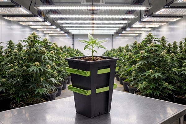 The Real Cost of Transplanting Cannabis Plants at Scale: Rethinking the Process and Eliminating Transplanting