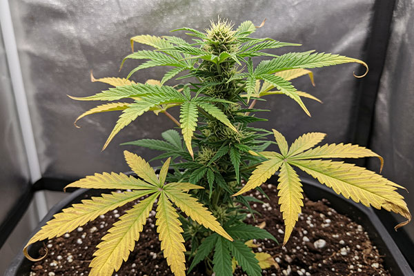 The Real Cost of Transplanting Cannabis Plants at Scale: TRansplant Shock