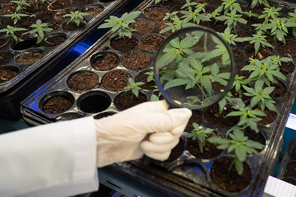 The Real Cost of Transplanting Cannabis Plants at Scale: The Compounding Effect