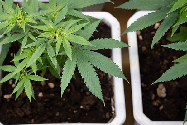 The Real Cost of Transplanting Cannabis Plants at Scale: The Infrastructure Cost