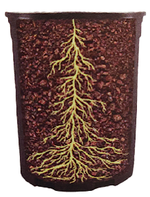 Traditional Pot Root Development