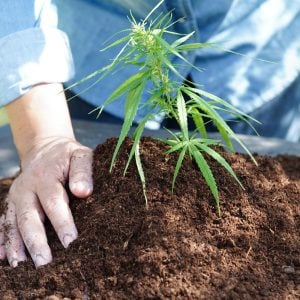 What Affects Cannabis Plant Growth? Key Factors Explained